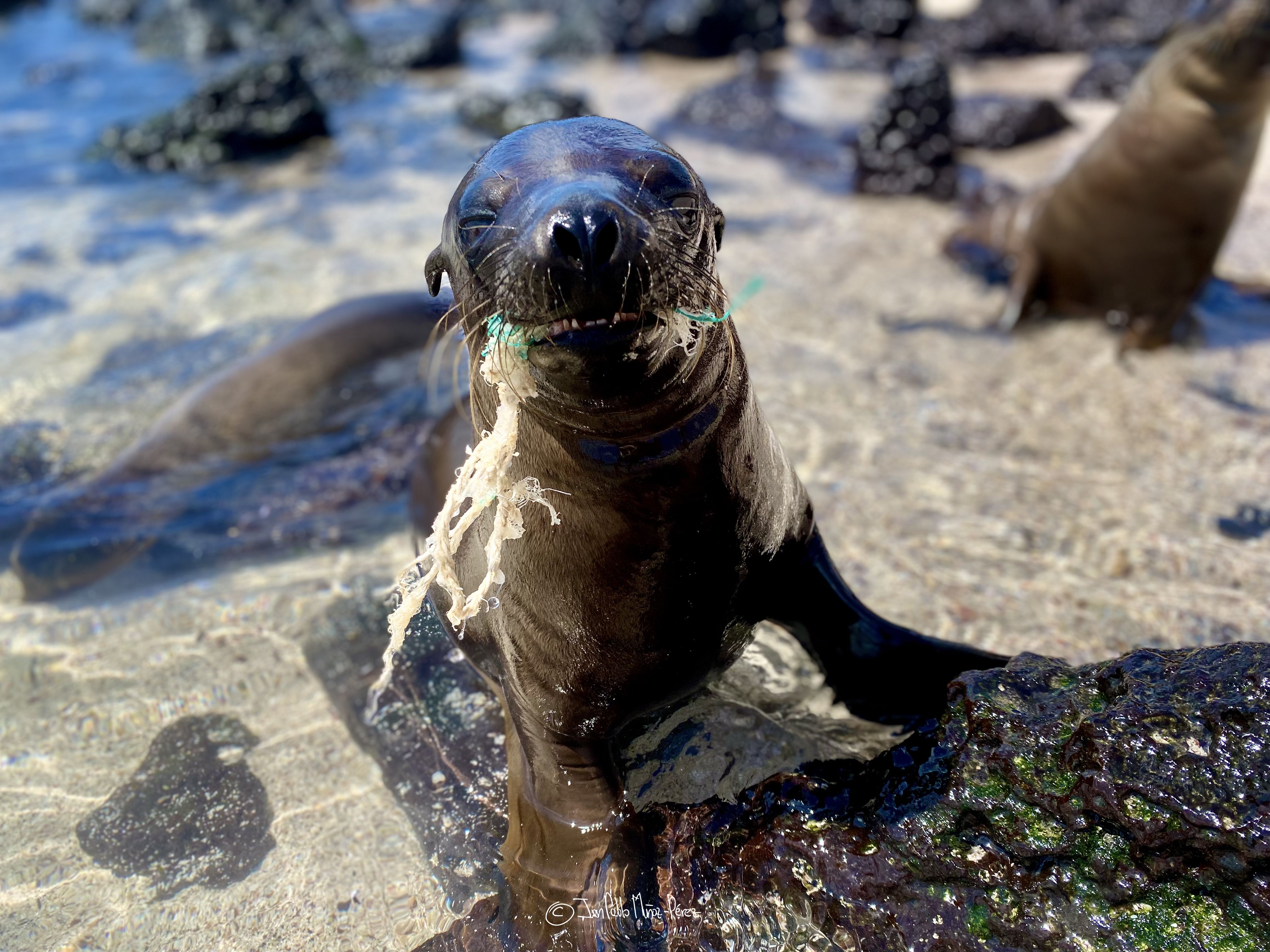 A sea lion in the Galapagos with plastic in his mouth